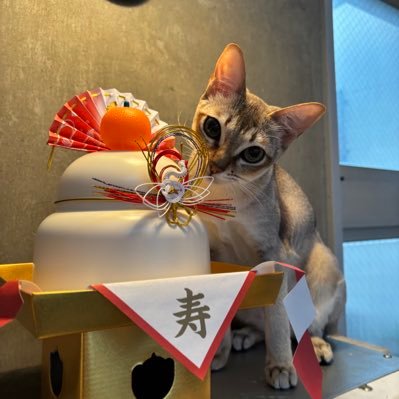 大手中学受験塾の開成•筑駒•桜蔭コース、医学部受験個別指導塾を経て総合商社で10年ほど勤務し、現在は中学受験を目指すご家庭向けに、子どもへの指導方法(主に国語と算数)をレクチャーしています。 塾よりも子どもと接する時間の長いお家の方の力量差が高学年になると埋められない差に繋がります。DMでのご相談大歓迎です。