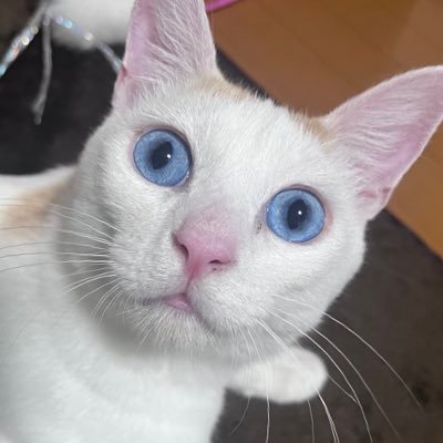 さすけくん9歳⸝⋆こてつくん9歳⸝⋆ はくやくん推定一歳未満⸝⋆ はくやくん𝓡7年7/10〜Muddy cut様からお迎え.ᐟみんなの写真や動画を投稿させていただきます。よろしくお願い致します🌸