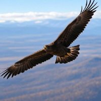 Speedbird 🇮🇱 🇦🇺 🇮🇳 (@speedbirdau) 's Twitter Profile Photo Speedbird 🇮🇱 🇦🇺 🇮🇳 (@speedbirdau) 's Twitter Profile Photo