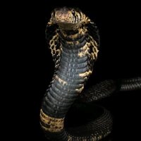 Ugwuatu Ebube (@ugwuatue) 's Twitter Profile