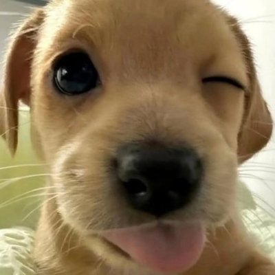 Replayz11418924's profile picture. 