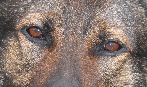 K9Kris3298's profile picture. God fearing 🇺🇸 damaged by the swamp, but not dead yet(their mistake). Ret. Cop cleaning up Justice System. Trump2024! #MAGA #Qanon #WWG1WGA #BestPresidentEver