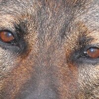 🇺🇸 Tracking🐰Justice 🇺🇸(@K9Kris3298) 's Twitter Profile Photo
