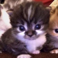 Bielzin (@ikusamiracle) 's Twitter Profile