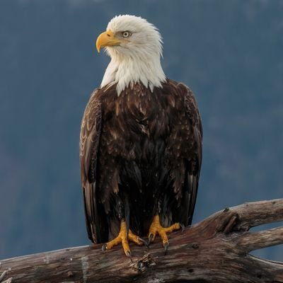 pnfrys's profile picture. La fe no hace las cosas fáciles, pero sí posibles.