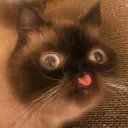 MOcit0694804's profile picture. 