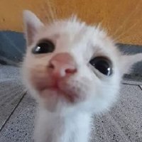 catgirlprostate (@leovszombie1) 's Twitter Profile Photo catgirlprostate (@leovszombie1) 's Twitter Profile Photo