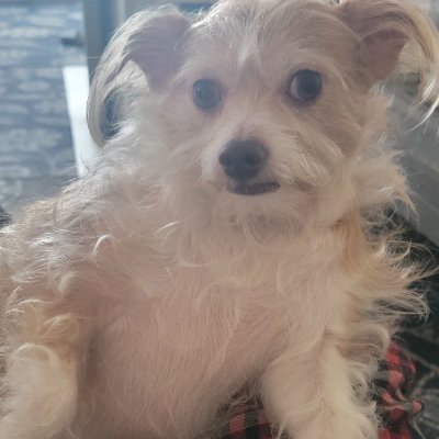 IPWNAGE_'s profile picture. 