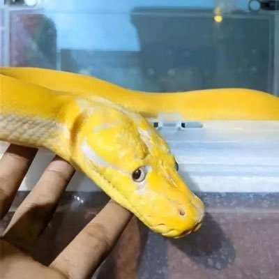 FissHounds's profile picture. 