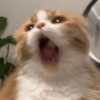 kitty 🐱 (@owcnx2) 's Twitter Profile Photo kitty 🐱 (@owcnx2) 's Twitter Profile Photo