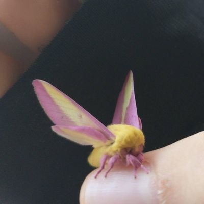 coollookingbug's profile picture. I'm over 18 I like art