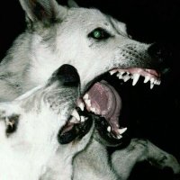 F¡SH (@f1sh_net) 's Twitter Profile Photo F¡SH (@f1sh_net) 's Twitter Profile Photo