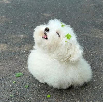 Dainy_ZH's profile picture. 🤍🌬️