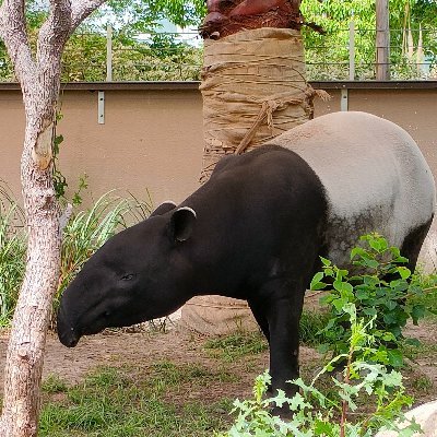 _monsan's profile picture. 🍄