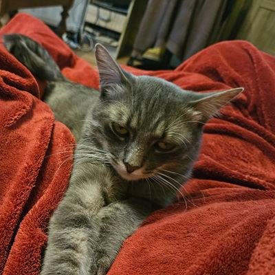 gwenlune's profile picture. 