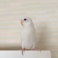 ？ (@ewubbmzftt12442) 's Twitter Profile