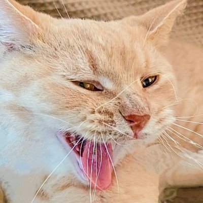 綾らん