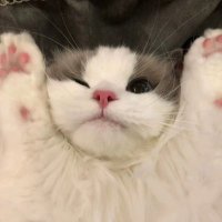 𝓝♡ (@meromeroecha) 's Twitter Profile