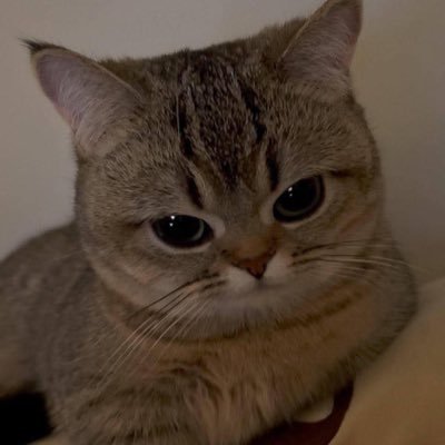 anna262763's profile picture. BLACKPINK FOREVER💜💜💜💜