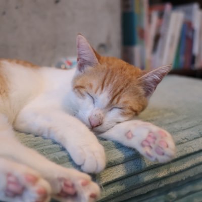 RyuRockyryu2's profile picture. カメラと写真好き。写真の無断転載・使用ご遠慮願います。