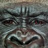 crypto_jusner's profile picture. $NEAR target $42
$SHITZU target $5.25
$WLFI target $0.69