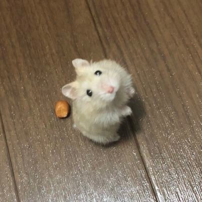 bbirotongyammy's profile picture. 