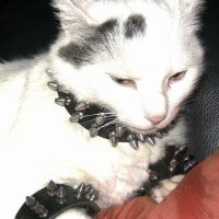 ✧Len✧ (@lovspell) 's Twitter Profile