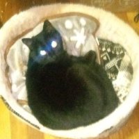 竜 (@ngwfjsn4xdkn59o) 's Twitter Profile