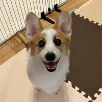 コーギーのるん (@runrunrundesu) Twitter profile photo