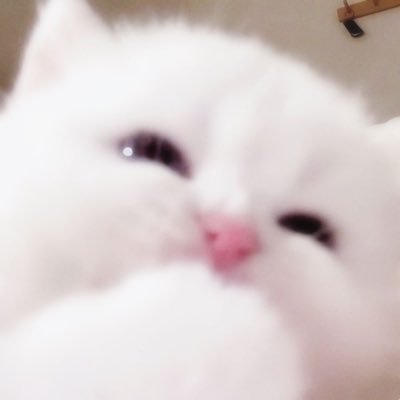 neko4nya's profile picture. ょゎぃです