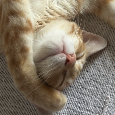 Nashgull66's profile picture. 