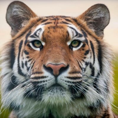 ru_na74996's profile picture. Nationalist