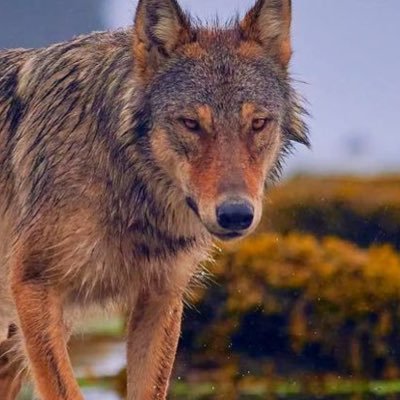 💛 she/her cassgender + unlabeled sapphic radqueer babyfur profic // coastal wolf therian + soulbounder // discord: dachshundie nsfw acc: @pawfeetworship 💖