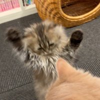 ホルムアルデヒド (@lysgra2nd) 's Twitter Profile