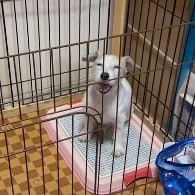 Nine Universe応援団🔯
犬(ジャックラッセルテリア)、特撮(ウルトラ、ライダー、戦隊)、アニメ(名探偵コナン、鬼滅の刃、ガンダム、うたわれるもの)、ゲーム(ポケモン)が好き
ガンプラ初心者🤖🔰
塗装のやり方等を勉強中~✏️