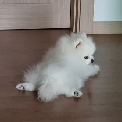 작은행복 Profile