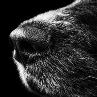 The Journalist (@newshoundcrypto) 's Twitter Profile Photo