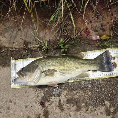 xjnGwmvmAc47754's profile picture. 埼玉でバス釣りしてます。
よろしくお願いします〜