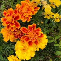 marigold (@san_marigold) 's Twitter Profile Photo marigold (@san_marigold) 's Twitter Profile Photo