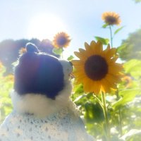 ๐ ๐ ๐ . (@yunsmks) 's Twitter Profile