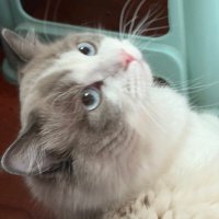 三水 (@chuchuchu529) 's Twitter Profile