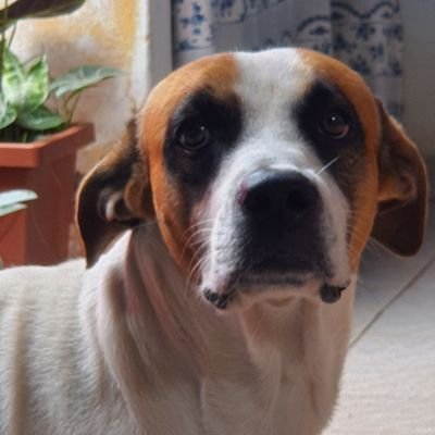 trahentiumX's profile picture. blá-blá-blá, não sou bot nem polícia federal pega no meu p.....é