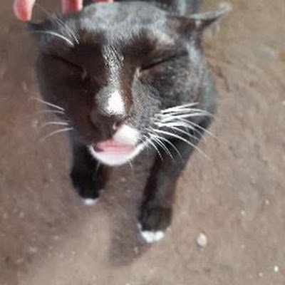 SAS_MADAO's profile picture. 