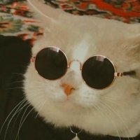 Rekt.hl (@saravovic) 's Twitter Profile