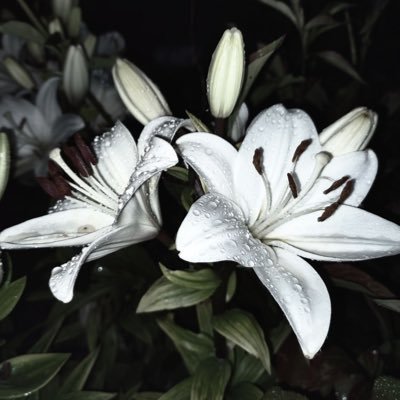 PredeSasha23867's profile picture. 17 y.o. thinker