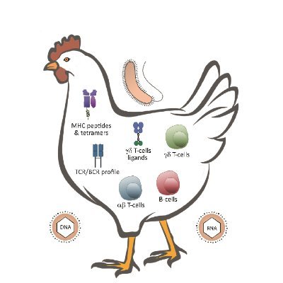Studying the chicken immune system to improve poultry health, secure protein supply and fight zoonoses.