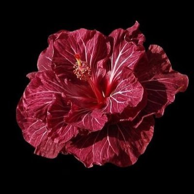 _tilli1's profile picture. #PharmD22