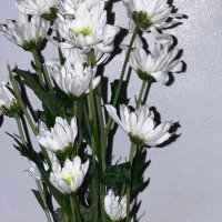 ཞıʂɧ (@irisch_trilles) 's Twitter Profile