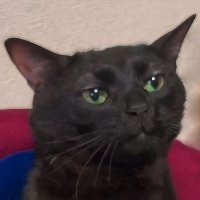 BBQ (āĻāĻžāϞāĻž āĻŦāĻŋāϞāĻžāĻ) (@bbqsauceuwu) 's Twitter Profile Photo BBQ (āĻāĻžāϞāĻž āĻŦāĻŋāϞāĻžāĻ) (@bbqsauceuwu) 's Twitter Profile Photo