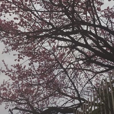 wilmarys44's profile picture. 